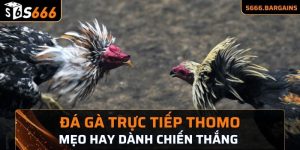 Đá gà trực tiếp thomo mẹo hay dành chiến thắng